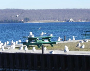 Jackson Harbor Seagulls