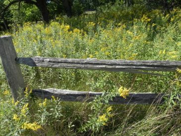 Goldenrod Fence Line