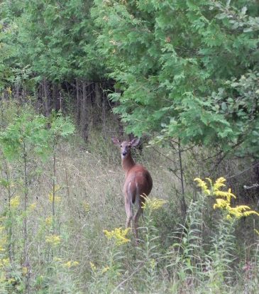 September Deer