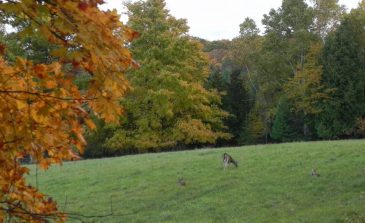 Deer-in-field