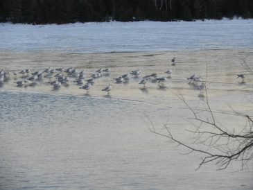 Seagulls-on-ice