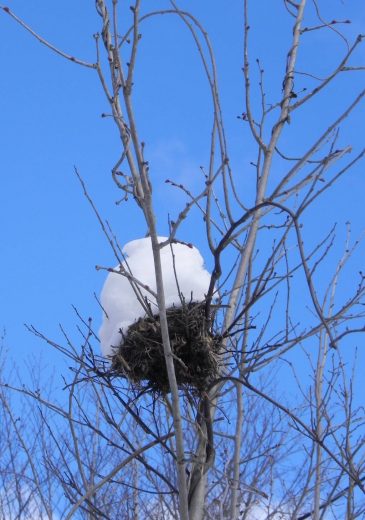 Snowy-nest