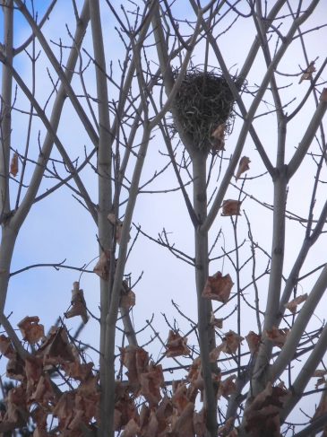 Treetop-nest