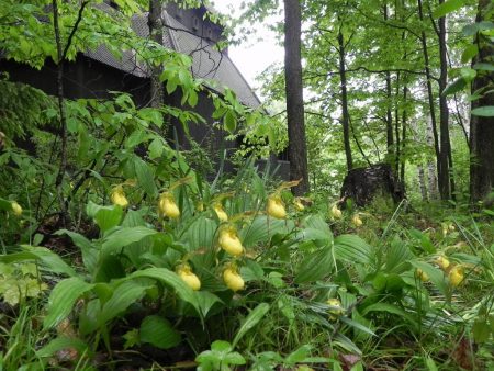 Stave Church Lady Slippers