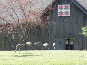 Sandhill Cranes with Barn