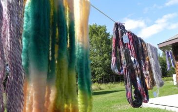 Dyed fleece and yarn