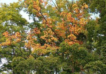 Yellow leaves August