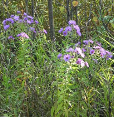 Wild Asters3