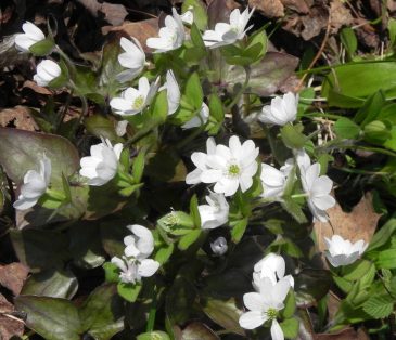 Mayflowers by roadside