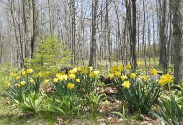 Sievers Daffodils