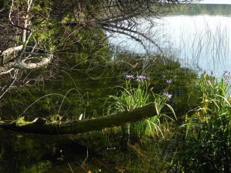 Little Lake Painted Turtle and Irises