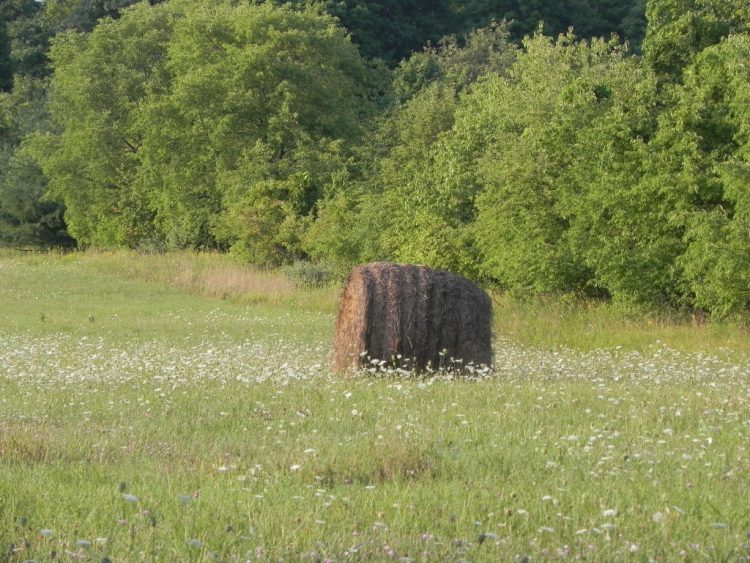 Haybale and Wildflowers