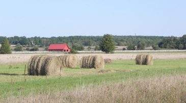 September Haybales